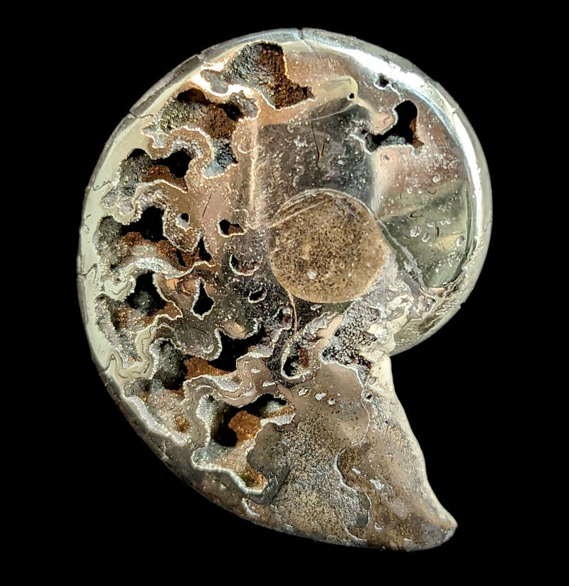 Pyritized Ammonite-Fossils-Geonica, Inc.-PaxtonGate