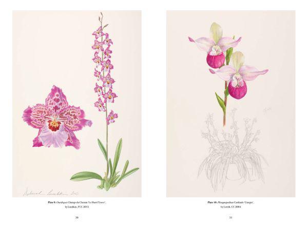 RHS Orchids For Sale | Paxton Gate