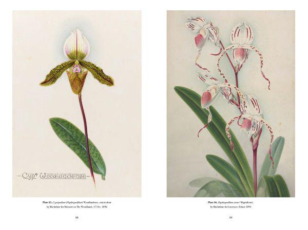 RHS Orchids For Sale | Paxton Gate