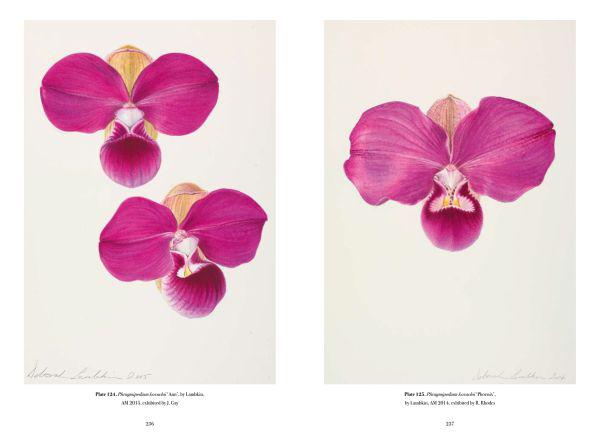 RHS Orchids For Sale | Paxton Gate