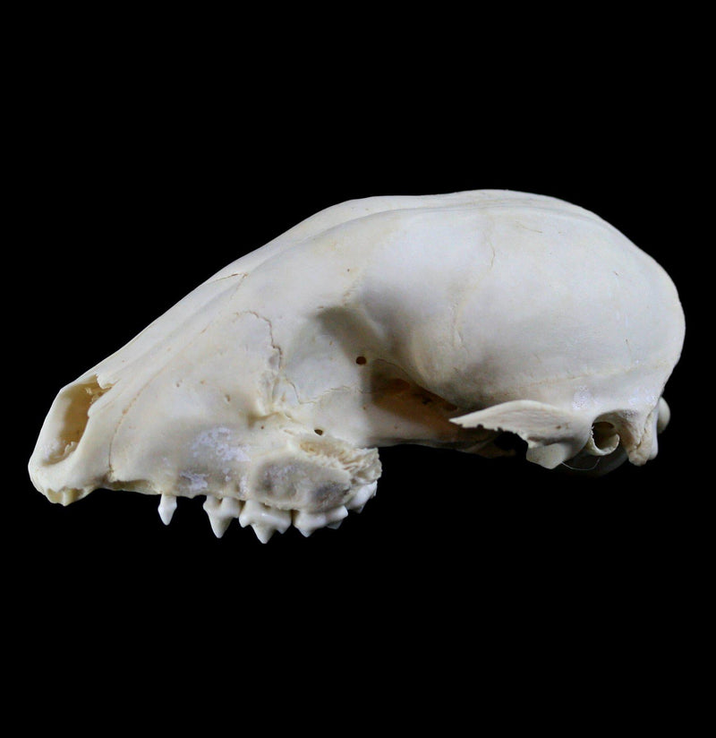 Raccoon Crafting Skull Without Jaw - Paxton Gate