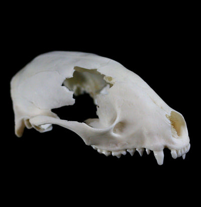 Raccoon Crafting Skull Without Jaw - Paxton Gate