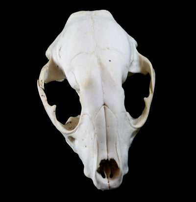 Raccoon Crafting Skull Without Jaw - Paxton Gate