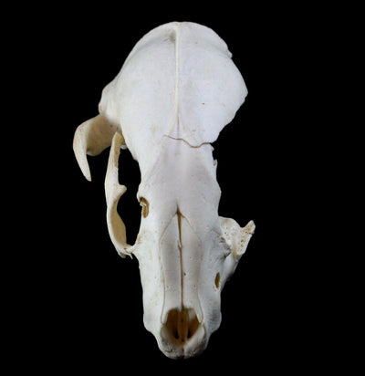 Raccoon Crafting Skull Without Jaw - Paxton Gate