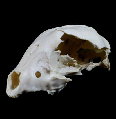 Raccoon Crafting Skull Without Jaw - Paxton Gate