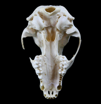 Raccoon Crafting Skull Without Jaw - Paxton Gate