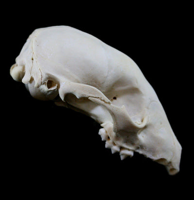 Raccoon Crafting Skull Without Jaw - Paxton Gate