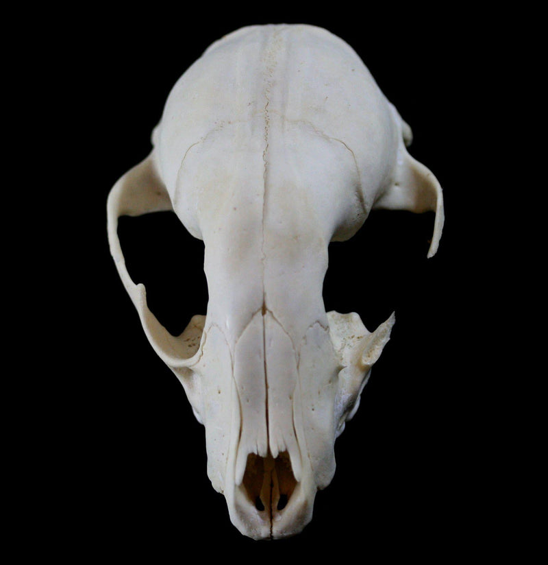 Raccoon Crafting Skull Without Jaw - Paxton Gate