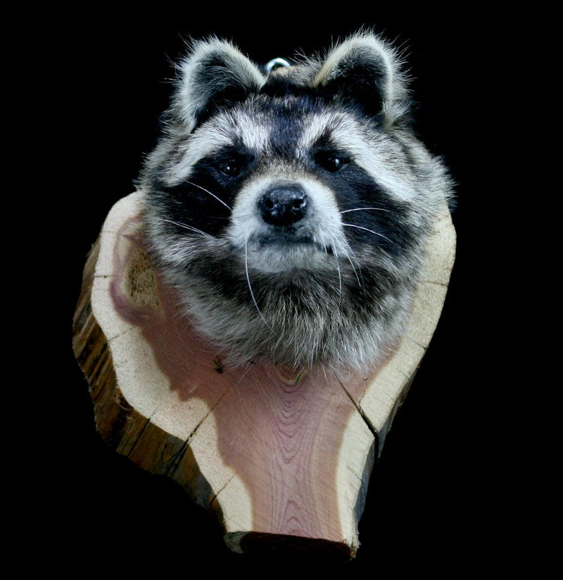 Raccoon Taxidermy Head Mount - Paxton Gate