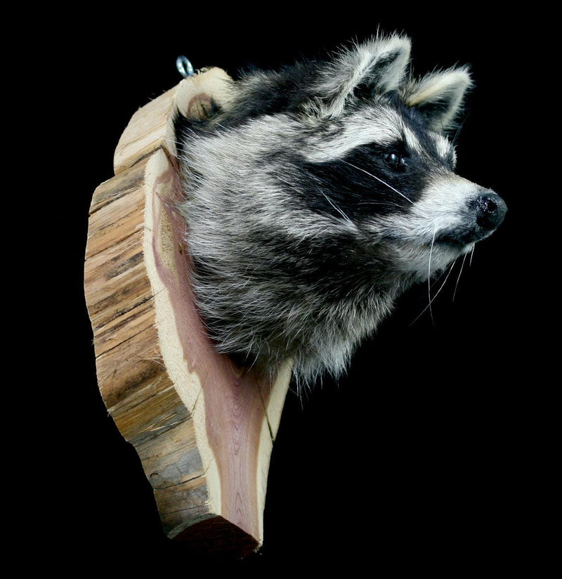 Raccoon Taxidermy Head Mount - Paxton Gate