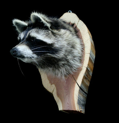 Raccoon Taxidermy Head Mount - Paxton Gate