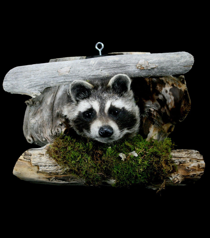 Raccoon Taxidermy on Forest Mount - Paxton Gate