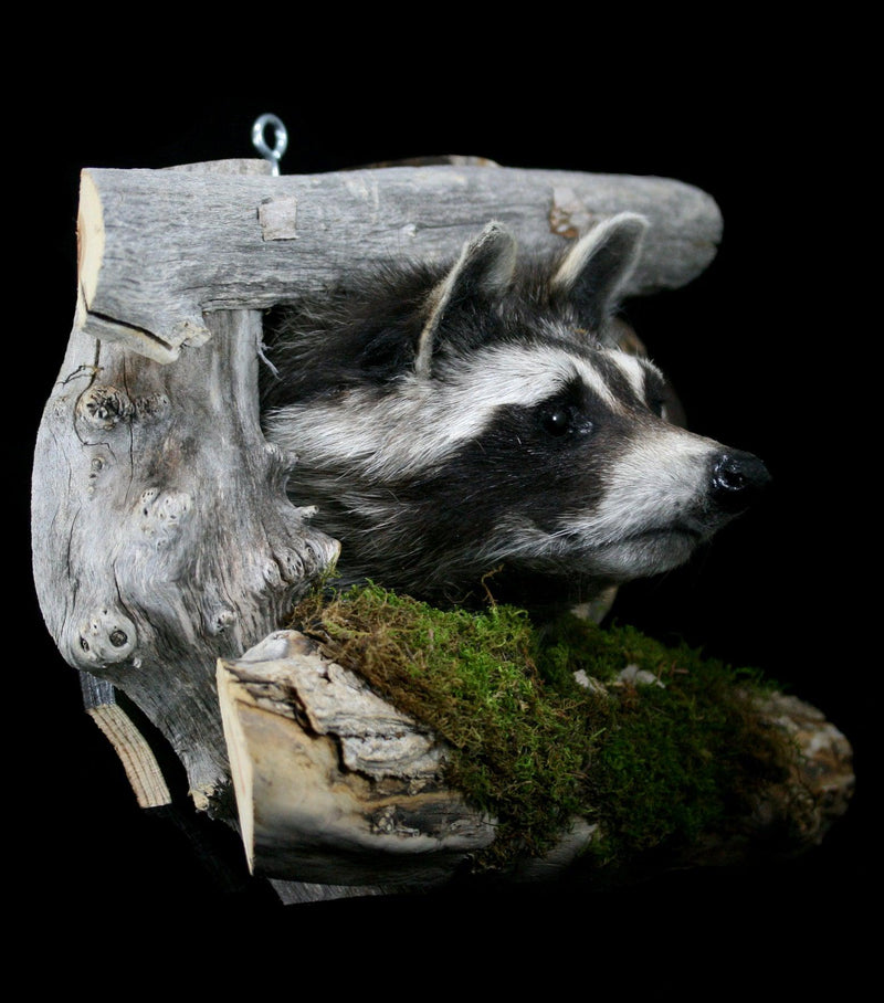 Raccoon Taxidermy on Forest Mount - Paxton Gate