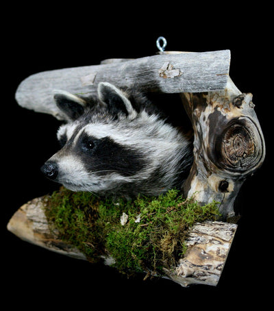 Raccoon Taxidermy on Forest Mount - Paxton Gate