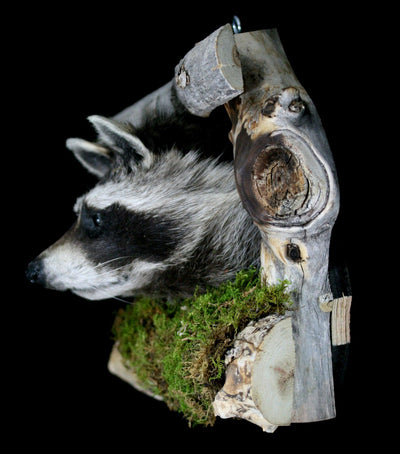 Raccoon Taxidermy on Forest Mount - Paxton Gate