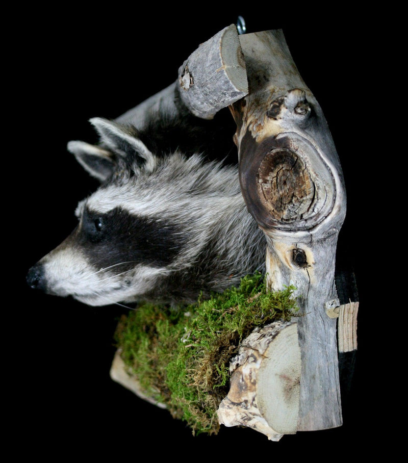 Raccoon Taxidermy on Forest Mount - Paxton Gate