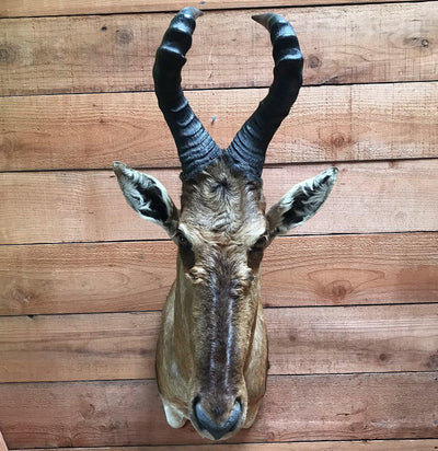 Red Hartebeest Taxidermy Mount - Paxton Gate