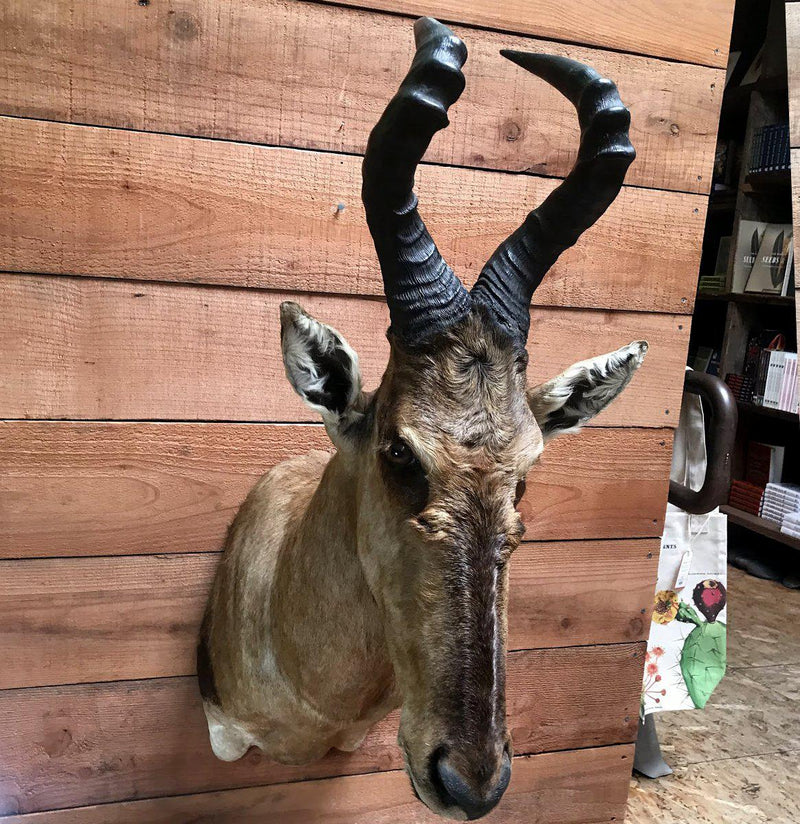 Red Hartebeest Taxidermy Mount - Paxton Gate