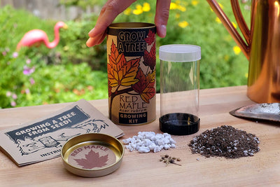 Red Maple Seed Grow Kit - Paxton Gate