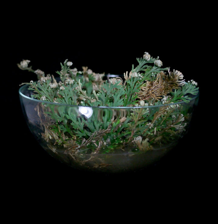 Resurrection Plant For Sale | Paxton Gate