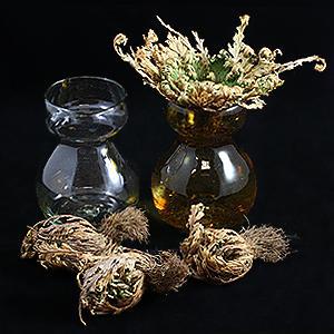 Rose of Jericho - Paxton Gate