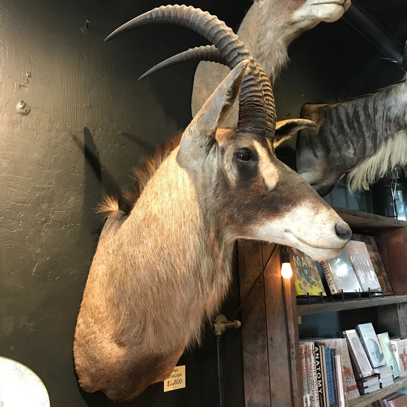 Roan Antelope Taxidermy Mount - Paxton Gate