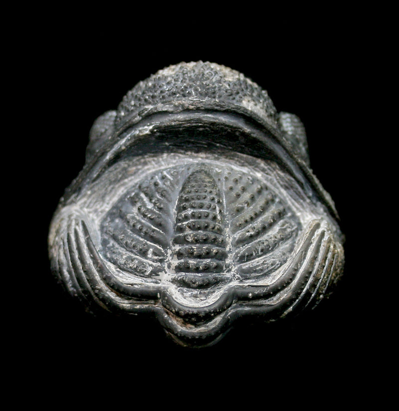 Rolled Up Drotops Megalomanicus Trilobite Fossil - Paxton Gate