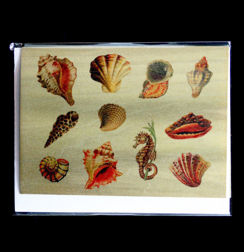 Sea Shell Wooden Card with Envelope - Paxton Gate