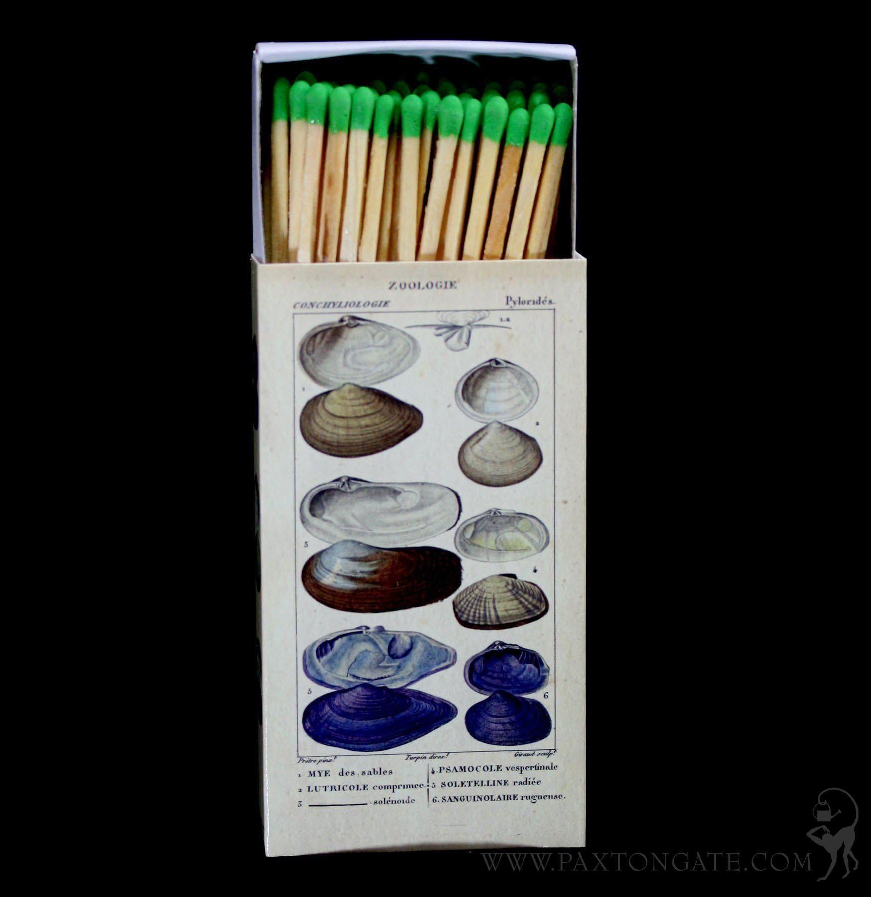 Seashell Specimens Matches – Paxton Gate