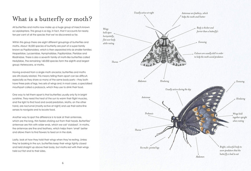 Sensational Butterflies - Paxton Gate