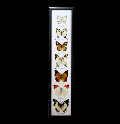 Seven Riker Mounted Butterflies - Paxton Gate