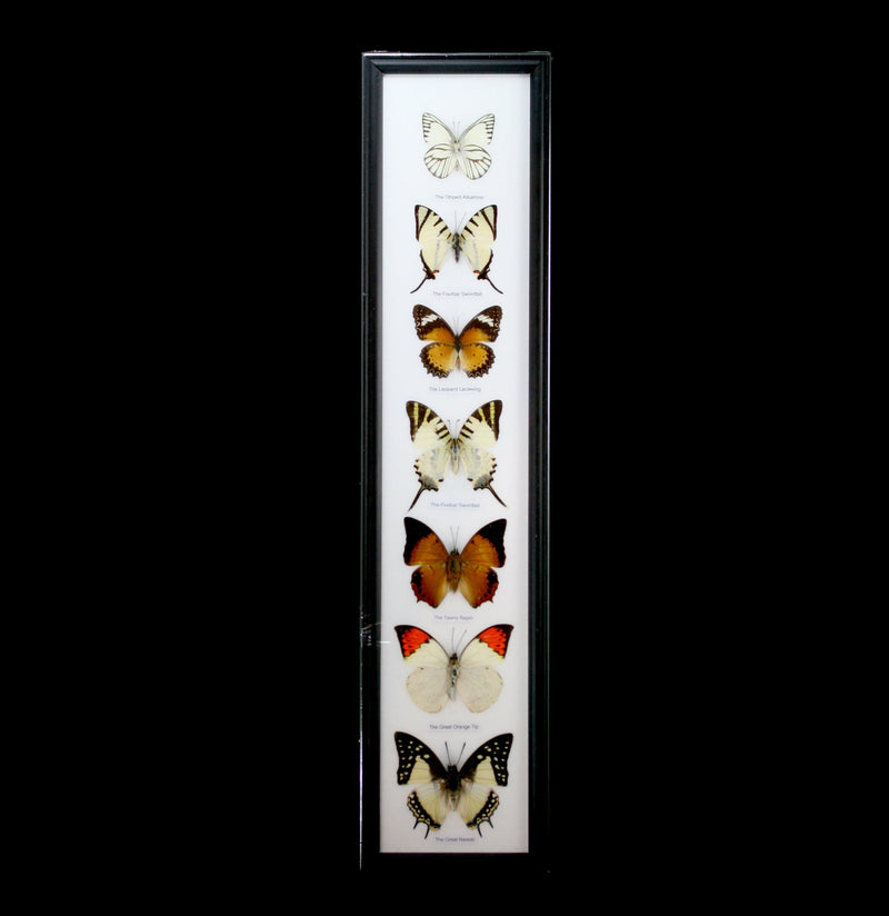 Seven Riker Mounted Butterflies - Paxton Gate