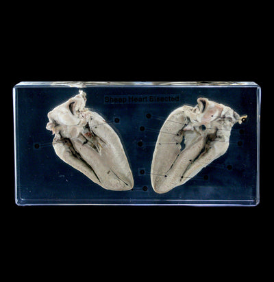 Sheep Heart Bisection in Acrylic - Paxton Gate