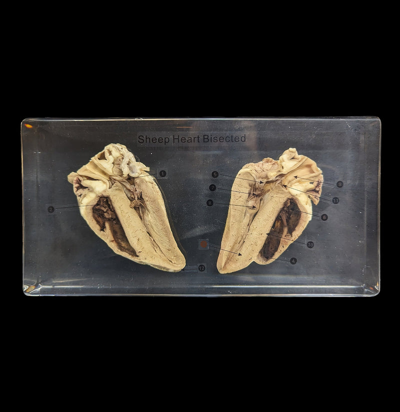 Sheep Heart Bisection in Acrylic-Parts-Real Bug/Ed Speldy-PaxtonGate