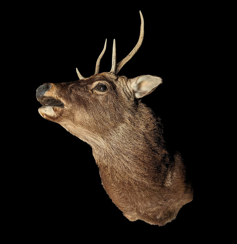 Sika Deer Taxidermy Shoulder Mount-Taxidermy-Porcupine Unlimited-PaxtonGate