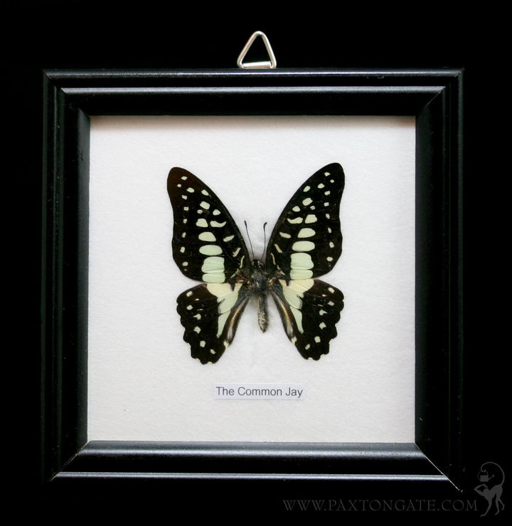 レアデック　Butterfly Butterfly Bicycle Playing Cards