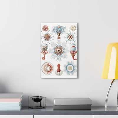 "Siphonophorae Staatsquallen" By Ernst Haeckel Canvas Gallery Wraps-Canvas-Printify-PaxtonGate