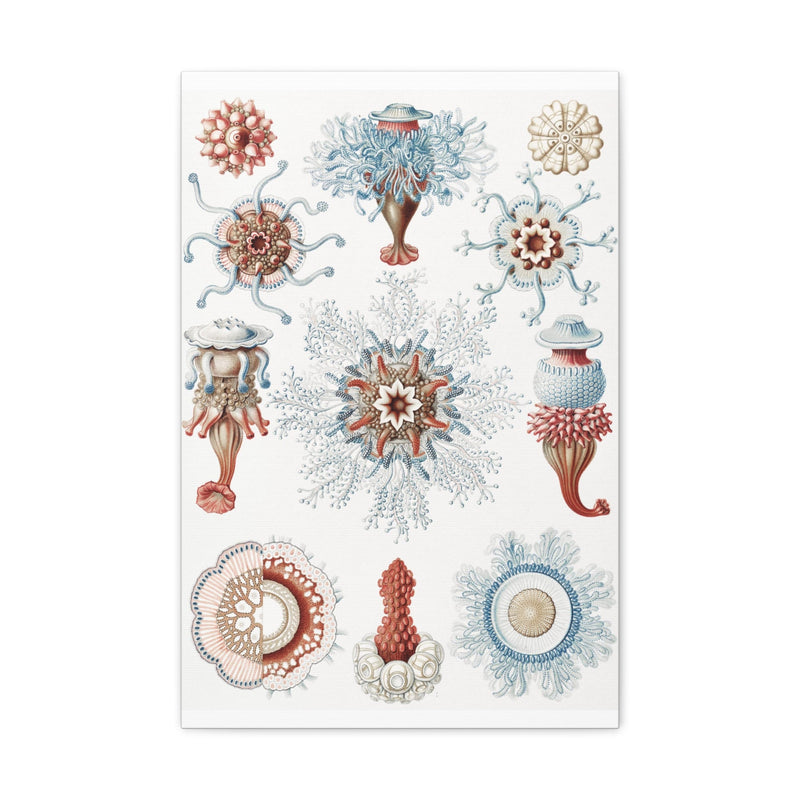 "Siphonophorae Staatsquallen" By Ernst Haeckel Canvas Gallery Wraps-Canvas-Printify-PaxtonGate