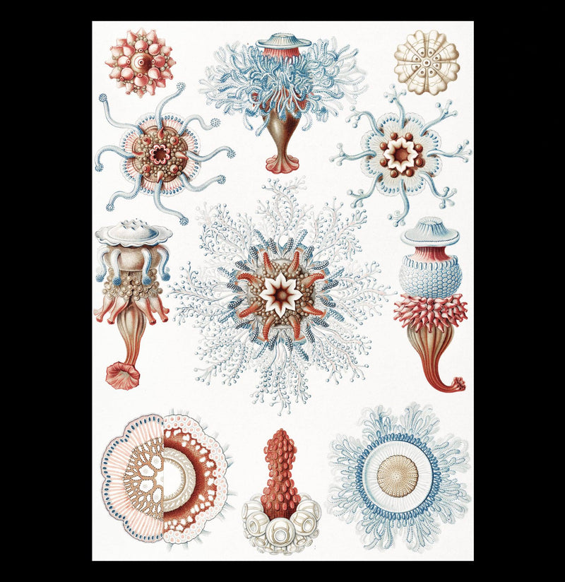 "Siphonophorae Staatsquallen" By Ernst Haeckel Canvas Print-Canvas-Printify-PaxtonGate