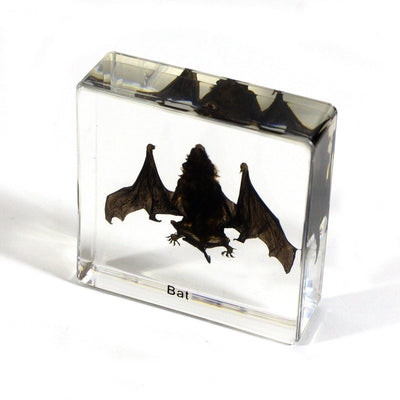 Small Bat In Resin - Paxton Gate