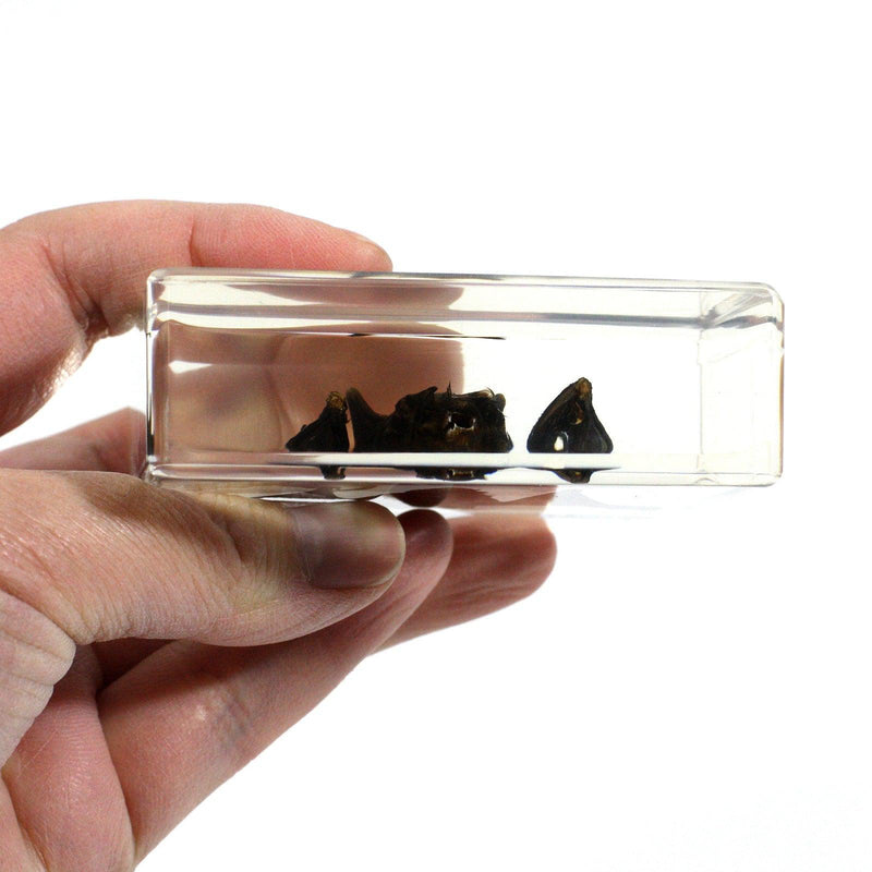 Small Bat In Resin - Paxton Gate