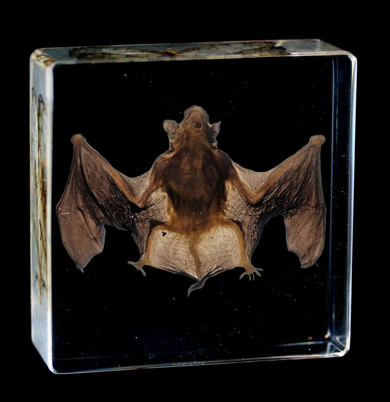 Small Bat In Resin - Paxton Gate