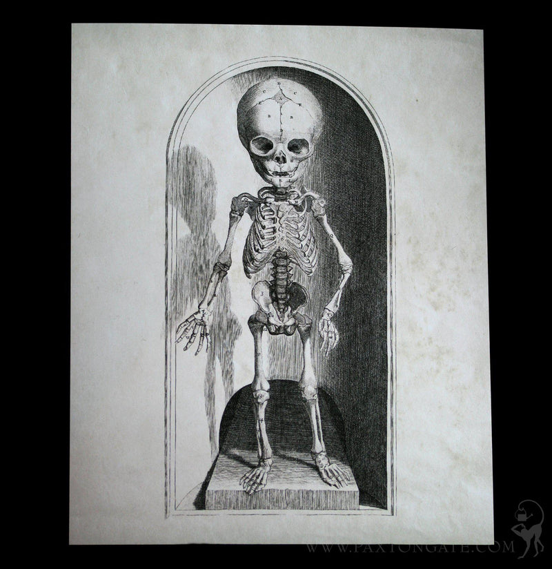 Small Skeleton Print - Paxton Gate