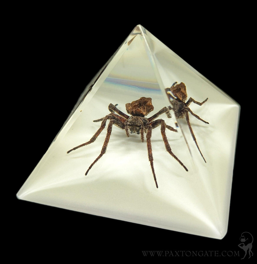 Spider in Glow in the Dark Pyramid For Sale | Paxton Gate