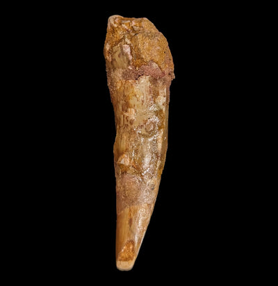 Spinosaurus Dinosaur Tooth Point-Fossils-Sahara Overland-PaxtonGate