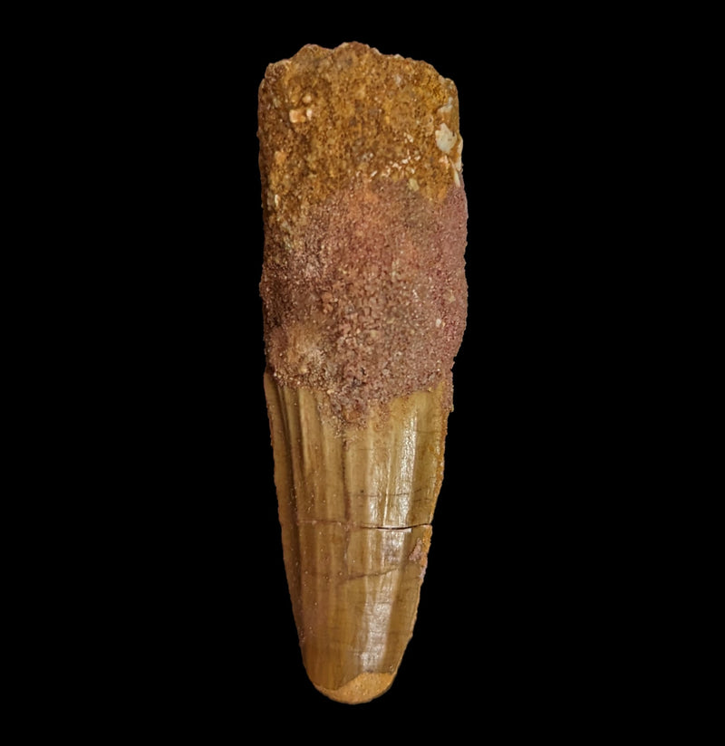 Spinosaurus Dinosaur Tooth Point-Fossils-Sahara Overland-PaxtonGate