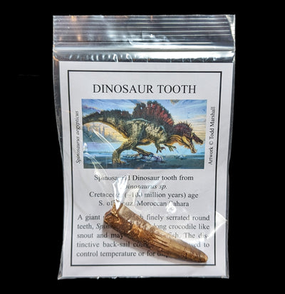 Spinosaurus Tooth with Info Card-Fossils-Moussa-PaxtonGate