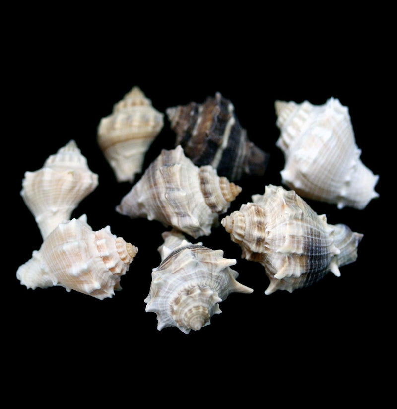 Spiny Melongena Shell - Paxton Gate