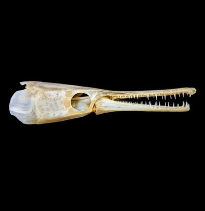 Spotted Garfish Skull-Skulls-Educational Biofacts INC.-PaxtonGate