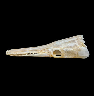 Spotted Garfish Skull-Skulls-Educational Biofacts INC.-PaxtonGate